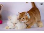 Adopt Tico and Rico a Himalayan, Egyptian Mau
