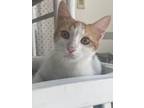Adopt Pumpkin seven months a Egyptian Mau, Persian
