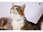 Adopt Tiger male 2 years a Egyptian Mau, Persian