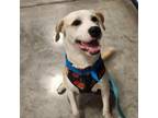 Adopt Milton a Labrador Retriever