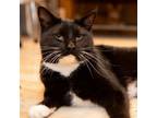 Adopt Blake Shelton a Domestic Short Hair