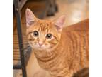 Adopt Alvin a Domestic Short Hair