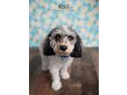 Adopt Rosco a Poodle, Cocker Spaniel