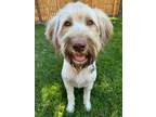 Adopt Puffy a Poodle