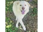 Adopt Homeboy 24-06-159 a Great Pyrenees