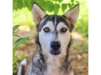 Adopt Bernie 24-06-111 a Husky