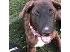 Adopt Goofy a Schnauzer, Mixed Breed