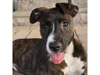 Adopt Benjamin Aka Pluto a Schnauzer, Mixed Breed