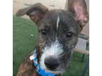 Adopt Mickey mouse a Schnauzer, Mixed Breed