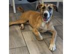 Adopt Pete a Schnauzer, Mixed Breed