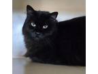 Adopt Nox a Domestic Long Hair