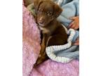 Adopt Spencer a Australian Shepherd