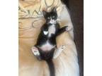 Adopt Aspen Kitten a Domestic Short Hair
