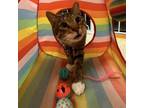Adopt BCAS Braden a Domestic Short Hair