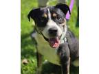 Adopt Delta Dan a Bernese Mountain Dog, Mixed Breed