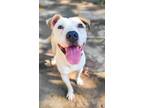 Adopt Rocky a Pit Bull Terrier, Mixed Breed
