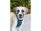 Adopt Charlie Brown a Wirehaired Terrier, Mixed Breed