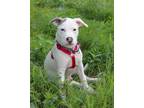 Adopt Franklin a Wirehaired Terrier, Mixed Breed