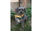 Adopt Shadow Bounce a Poodle