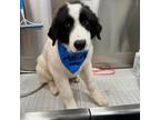 Adopt Bernie- Pyrenees_4 a Great Pyrenees