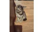 Adopt Dean a Domestic Short Hair