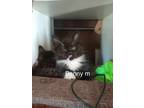 Adopt Benny a Domestic Short Hair