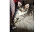 Adopt Dale a Domestic Short Hair