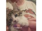 Adopt Tucker a Domestic Short Hair