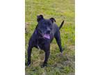Adopt Richie a Pit Bull Terrier, Labrador Retriever
