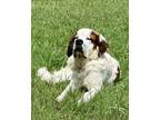 Adopt Beethoven a Saint Bernard, Mixed Breed