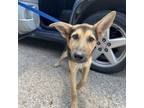 Adopt Brother a German Shepherd Dog