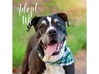 Adopt Trooper - sweet senior fella who likes other dogs, cats, & potty trained!