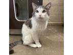 Adopt Mr Scrappy a Domestic Short Hair