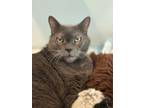 Adopt Jaxson a Russian Blue