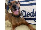 Adopt Copper a German Shepherd Dog, Rhodesian Ridgeback