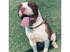 Adopt Archibald a Pit Bull Terrier