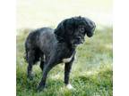 Adopt Slushy a Poodle