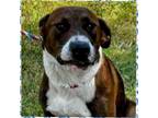 Adopt Ace a Labrador Retriever, Mixed Breed