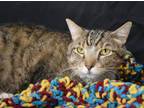 Adopt Biscuit a Domestic Short Hair