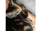 Adopt Good Omens: Crowley a American Bobtail, Exotic Shorthair