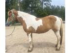 Gentle spotted draft mare