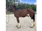 Gentle Clydesdale gelding