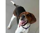 Adopt Simon (aka Taz) a Treeing Walker Coonhound