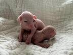 Gurtis Sphynx Litter