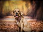Adopt Clifford a Mastiff, Great Dane