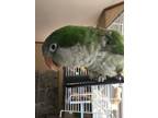 Adopt Hop - bonded to Javier a Parakeet (Other)