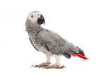 Adopt African Grey waitlist a African Grey