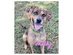 Adopt Molly a Mixed Breed
