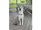 Adopt Tasha a Mixed Breed