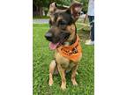 Adopt Mario a Shepherd, Rottweiler